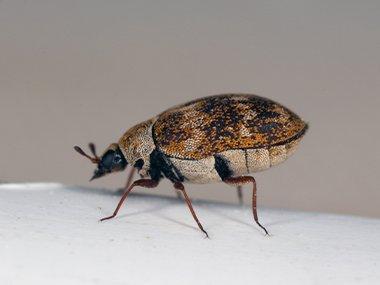 Do-It-Yourself Carpet Beetle Control