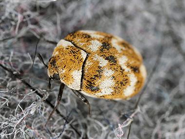 a carpet beetle in a living room