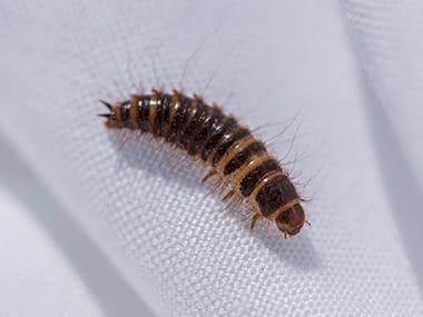 a carpet beetle larva in a home in sandwich illinois