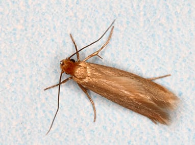 Clothes Moth Killer from