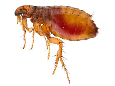 a cat flea on a white background