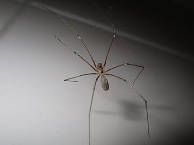 long bodied cellar spider southern california