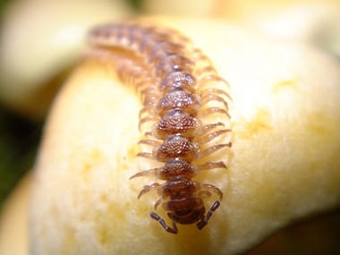a centipede on a piece of fruit in a kitchen in wilmington illinois