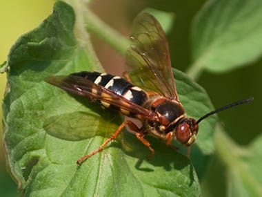 a cicada killer wasp on a plant outside of a home in peoria illinois
