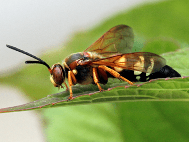 a cicada killer wasp on a leaf outside of a home in washington illinois