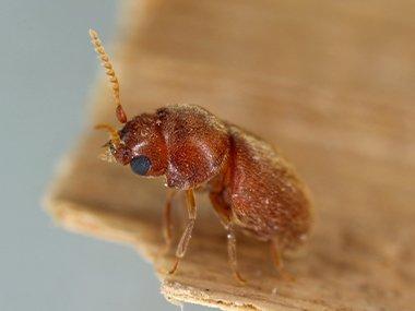 BUGS in the PANTRY?