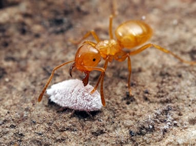 a citronella ant outside of a home in eldridge iowa