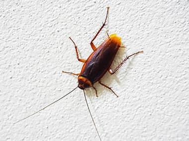 a cockroach crawling on a wall of a home in seneca illinois