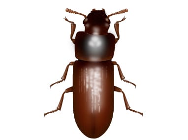 a confused flour beetle on a white background