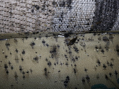 bedbugs droppings