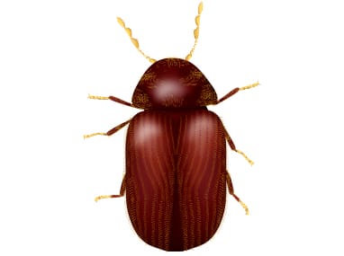 a drugstore beetle on a white background