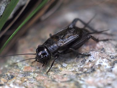 a field cricket underneath a dwight illinois porch