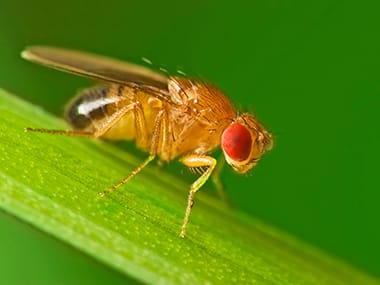 Fruit Flies  Haley Pest Control in Lawrence, KS