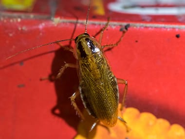 a german cockroach crawling on food in a home in pontiac illinois