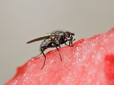 a house fly on a piece of watermelon in a home in streator illinois