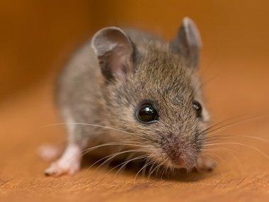 Can Mice See In The Dark?