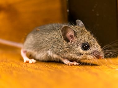 Mice - How To Kill and Get Rid of House Mice and Deer Mice