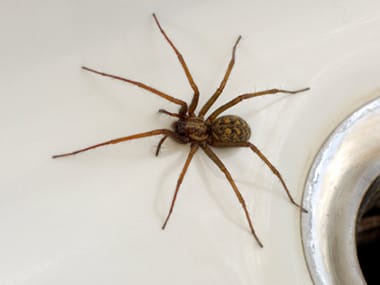 a house spider in a kitchen sink in a home in ottawa illinois