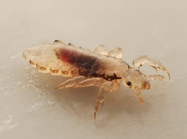 a louse crawling in a home in washington illinois