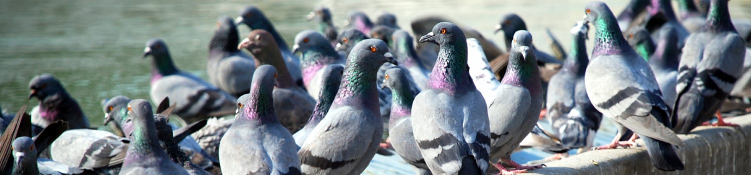 a flock of pigeons outside an office building in canton illinois
