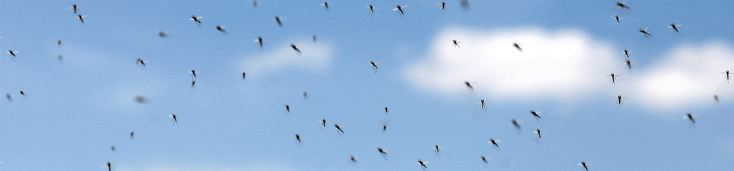 a swarm of mosquitoes outside of a home in dunlap illinois