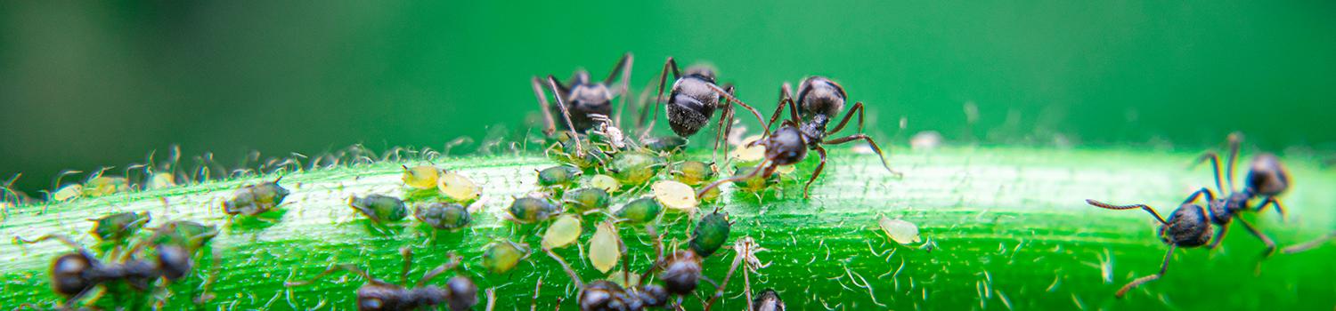 ants on a green stem