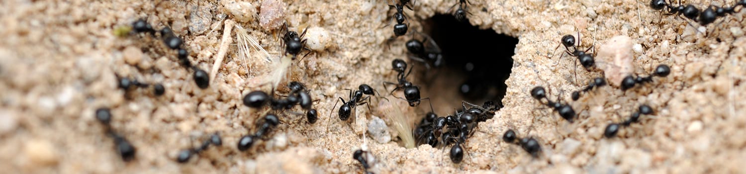 an ant colony crawling on the ground outside of a home in ottawa illinois
