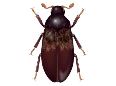 a larder beetle on a white background