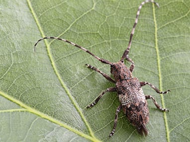 How to Get Rid of Longhorn Beetles 