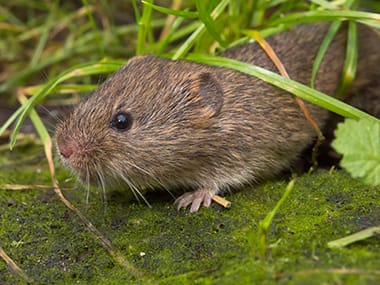 a meadow vole crawling in the grass outside of a home in wilmington illinois
