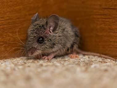 What's The Best Way To Get Rid Of Mice In My House In Peoria?