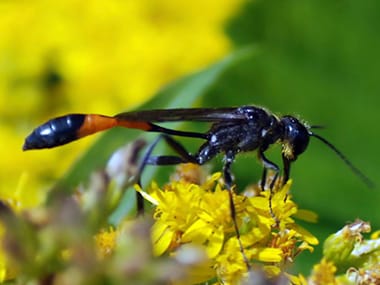 a mud dauber wasp on a flower in morris illinois