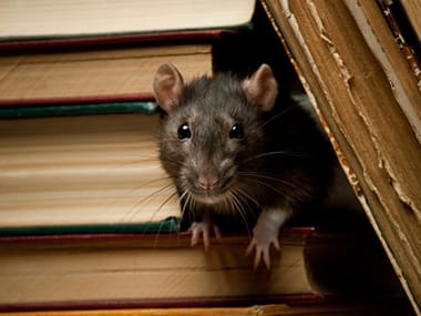 Norway Rats Use The Same Path Often To Get Food a norway rat in a bookcase inside of a home in morris illinois