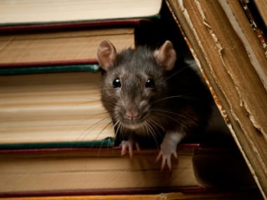 Norway Rats: Control & Prevention Information for Rats