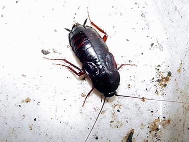 an oriental cockroach in a bathroom in a home in davenport iowa
