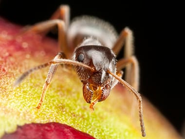 a pharaoh ant on a piece of fruit in a home in davenport iowa