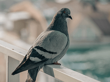 a pigeon resting on a handrail in a commercial facility in streator illinois