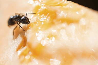 an ant crawling on food in a home in eldridge iowa