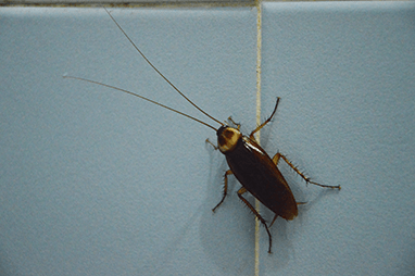 a cockroach crawling up a bathroom wall in washington illinois