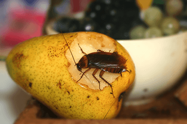 a cockroach crawling on a pear in a home in morton illinois