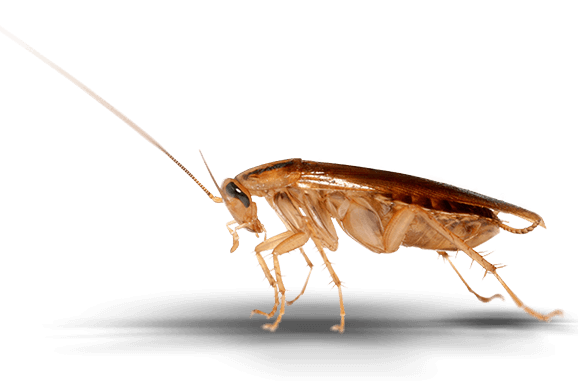 a cockroach in a kitchen in a home in pontiac illinois