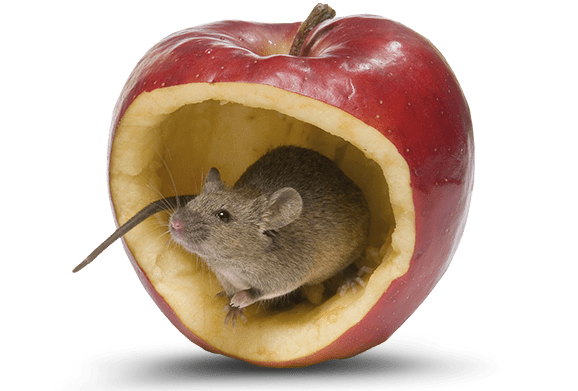 a rat sitting in a hollowed apple in a home in pontiac illinois