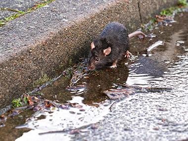 rat in a gutter