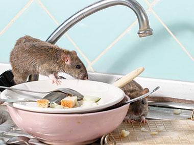 two rats on a sink