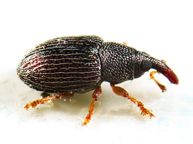 Identify Rice Weevils By Their Long Snouts a rice weevil on a white background