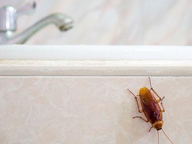 Roach In Bathroom Sink 