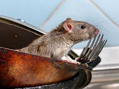 rodent in a bowl