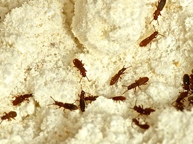 several saw toothed grain beetles crawling in flour in a pantry in streator illinois