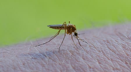 a mosquito biting a persons finger in peru illinois