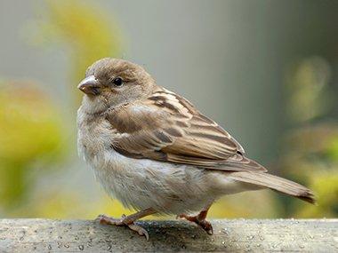 sparrow in tree